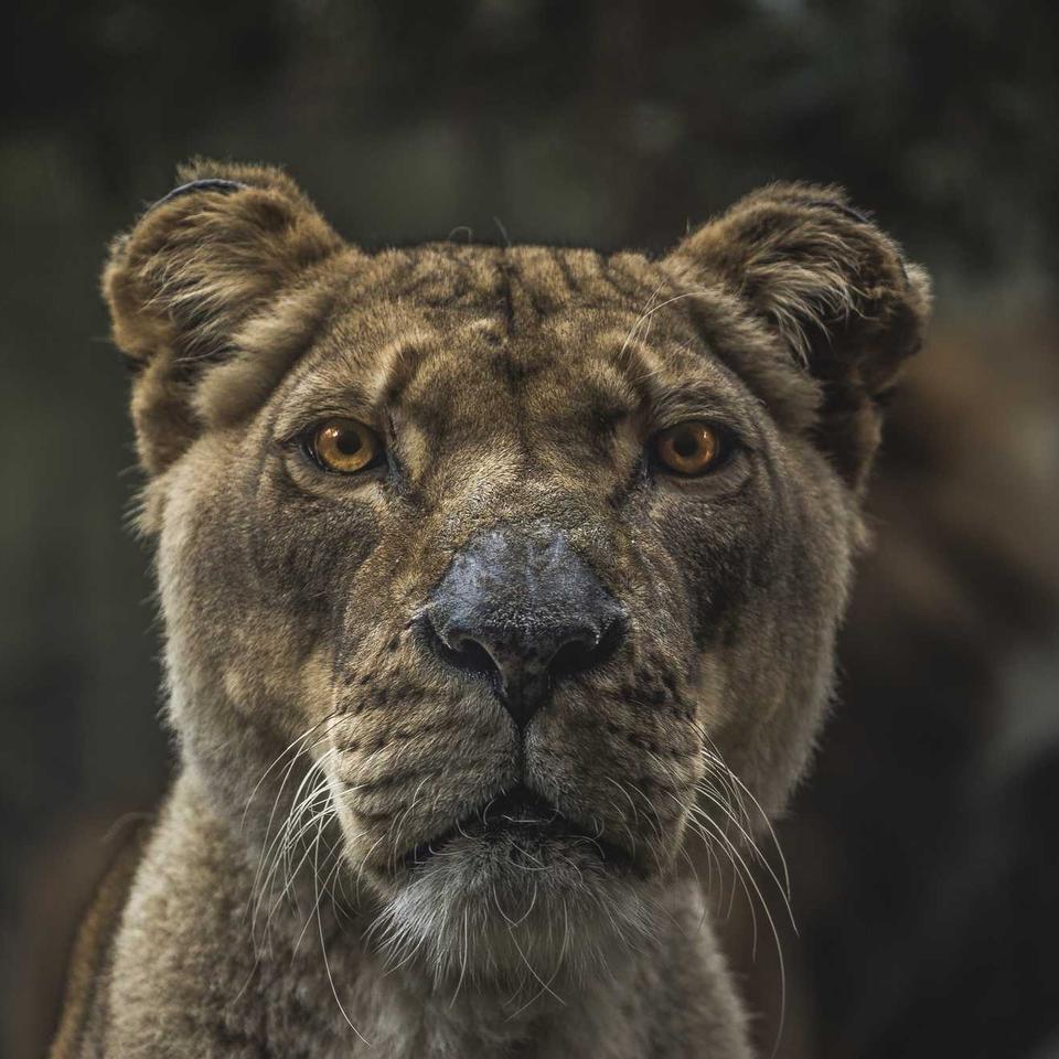 A lioness, being cropped to a square