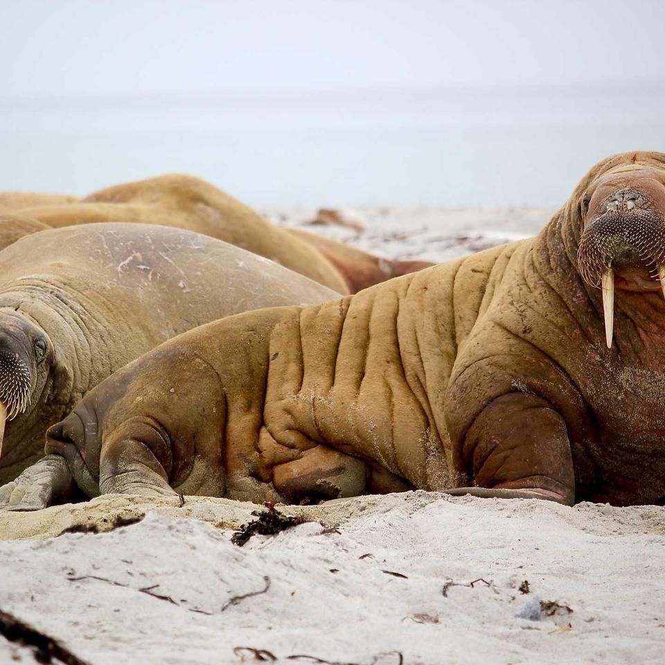 Walruses on a beach, being converted and compressed